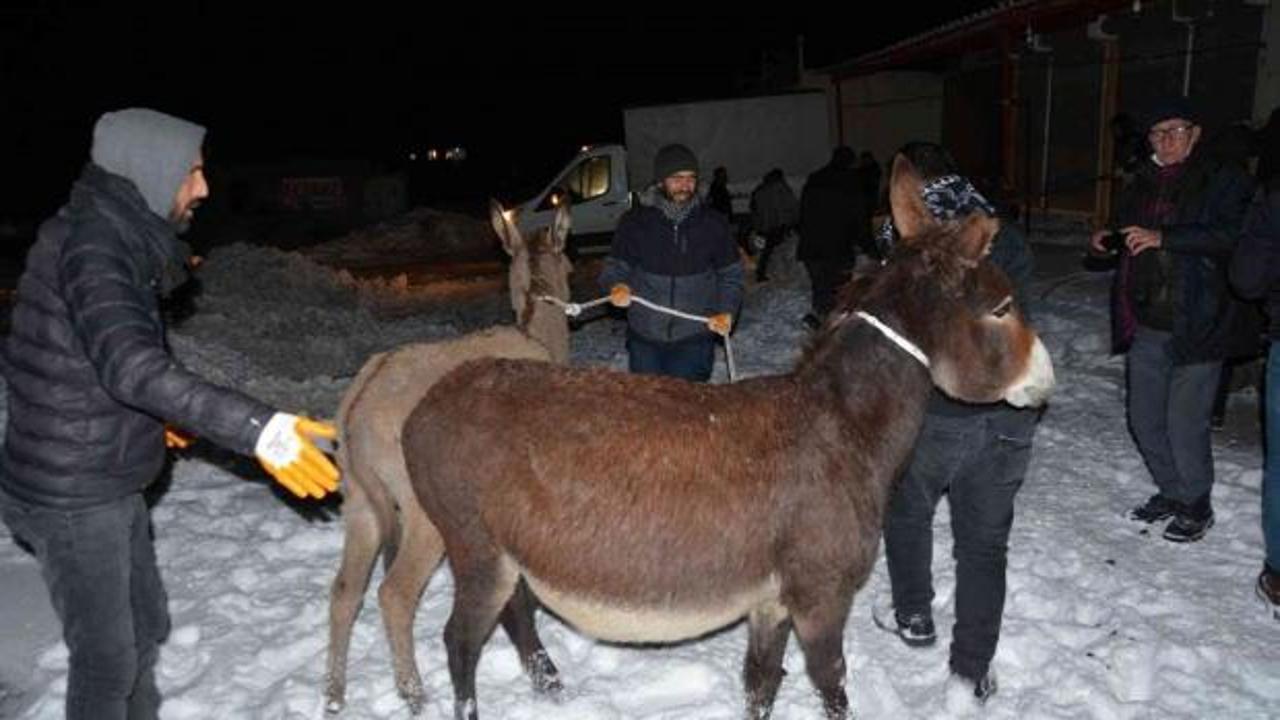 Siverek&rsquo;te 20 eşek donmaktan kurtarıldı