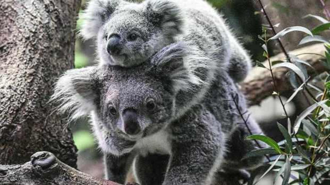 Avustralya koalaları korumak için 35 milyon dolar harcayacak