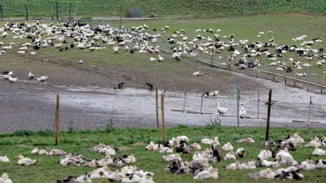 Fransa'da salgın alarmı: 280 çiftlikte görüldü, hızla yayılıyor