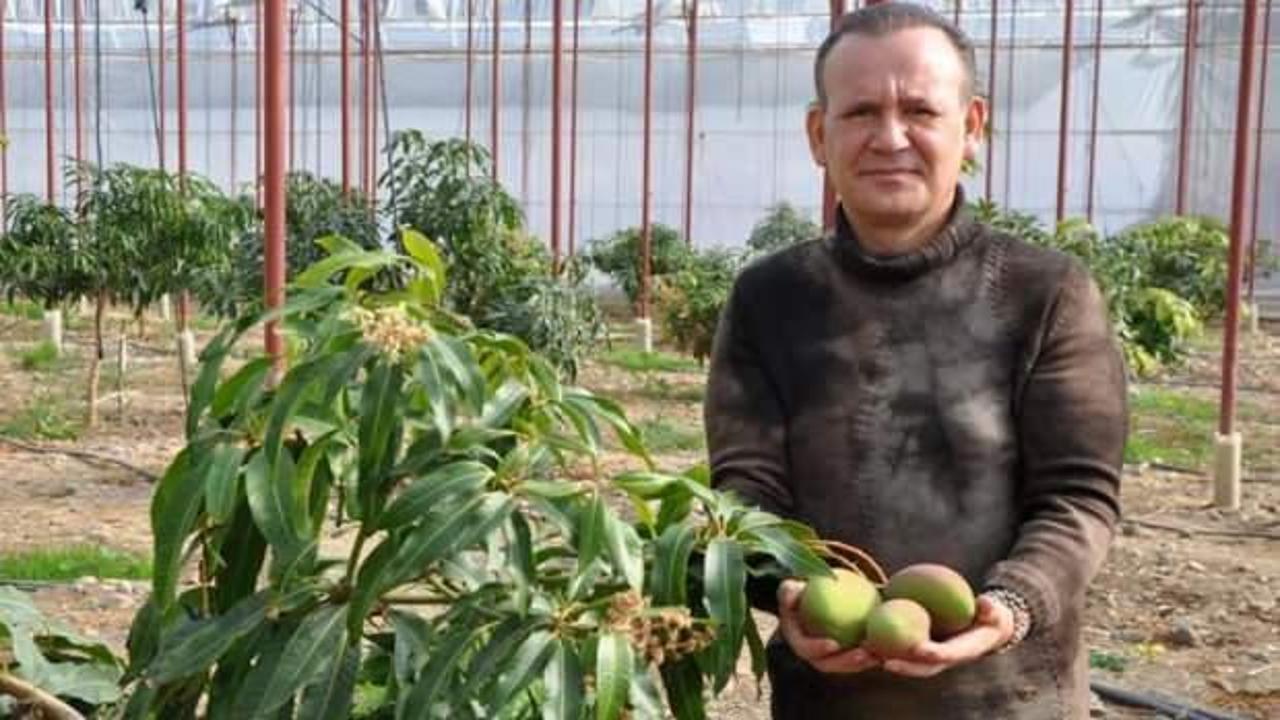 'Meyvelerin kralı' mangonun bahçede tanesi 40 lira