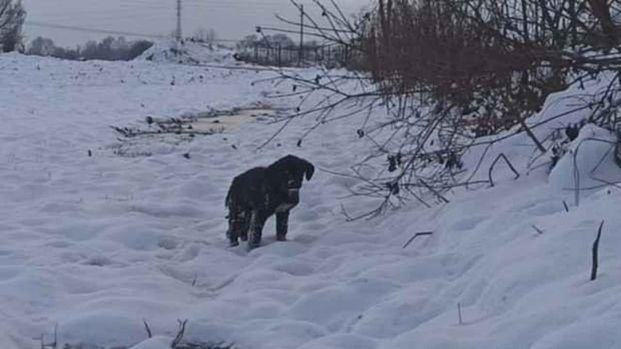 Sakarya&rsquo;da yavru k&ouml;pekler donmaktan son anda kurtarıldı 