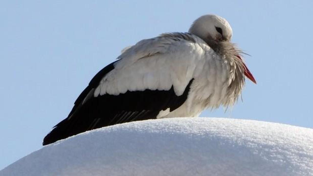 4 yıldır caminin bacasından ayrılmadı, leylek k&ouml;y&uuml;n vazge&ccedil;ilmezi oldu 