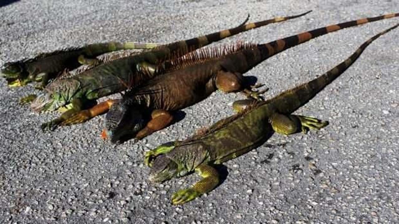 ABD'de "ağaçlardan iguana düşebilir" uyarısı