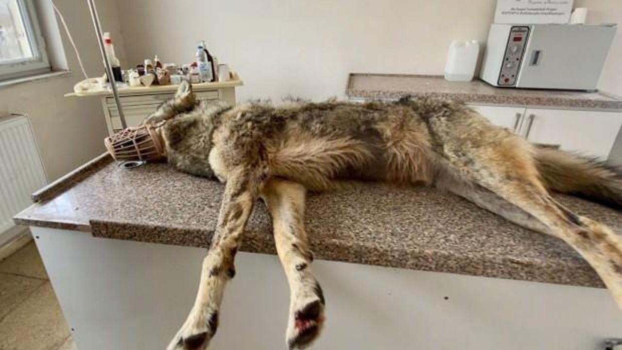 Ağrı&rsquo;da yiyecek aramak i&ccedil;in şehre inen kurt, tedavi amacıyla yakalandı