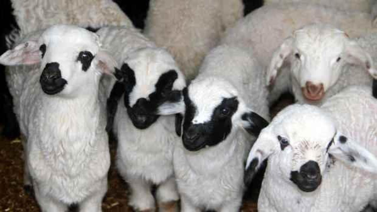 Bayburt&rsquo;ta karınları doyan s&uuml;t kuzuları renkli g&ouml;r&uuml;nt&uuml; oluşturdu   