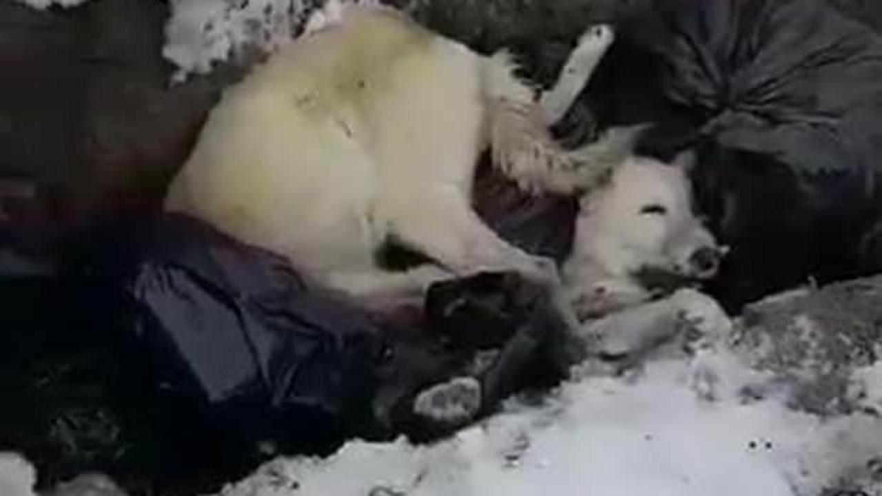 Erzincan'da belediyenin çöp alanındaki ölü köpeklerle ilgili soruşturma