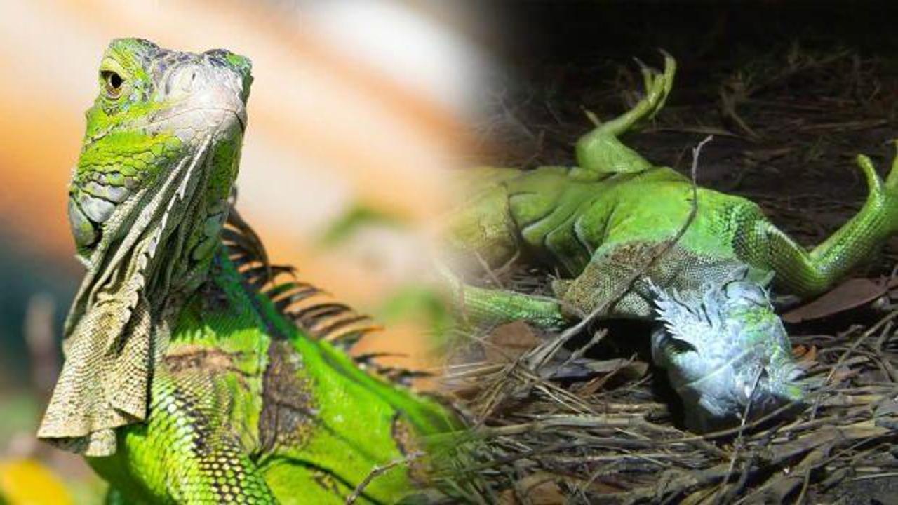 "Ağaçtan iguana düşebilir" uyarısı yapıldı! Amerika'da ilginç hadise...