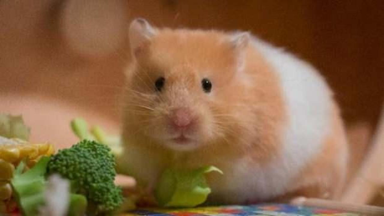 Hong Kong’da Hamsterlardan insanlara Kovid-19 virüsü bulaştı
