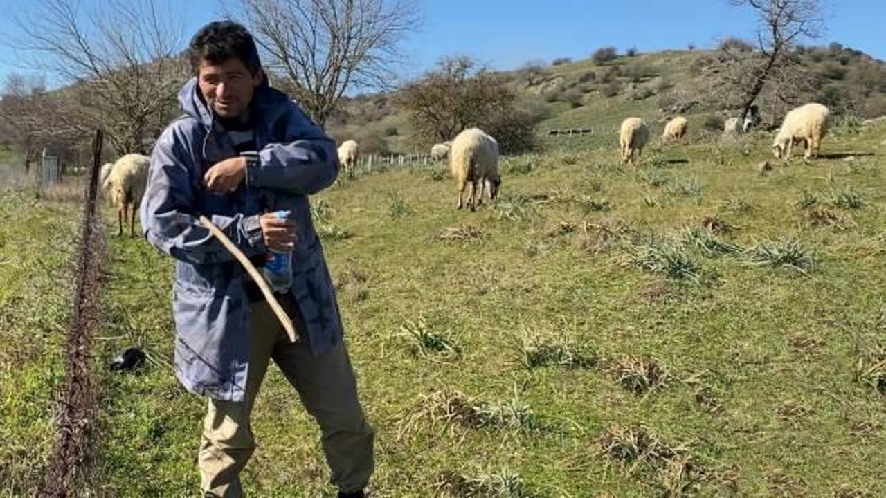 Aydın'da bir çoban hayvancılıktan kazandığı parayla 1000 dönüm mera satın aldı