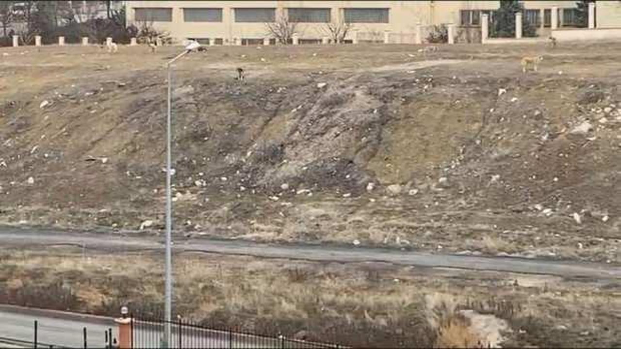 Başkentte başıboş k&ouml;pek s&uuml;r&uuml;c&uuml; okula giden &ccedil;ocuğa saldırdı