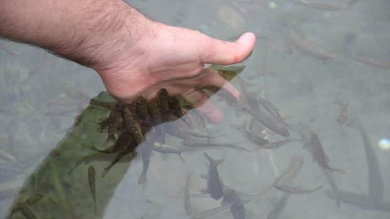 Cumhurbaşkanı imzayı attı: Doktor balıklar köyüne kavuşuyor!