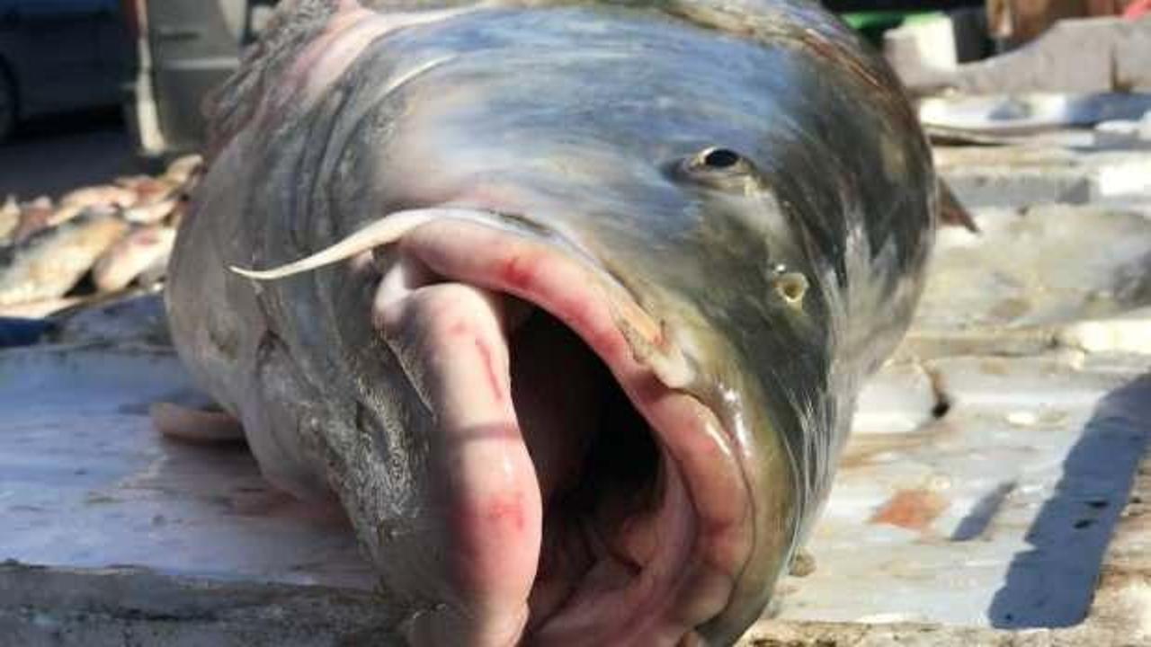 Erzincan&rsquo;da 80 kiloluk dev balığa b&uuml;y&uuml;k ilgi! Kilosu 50 TL