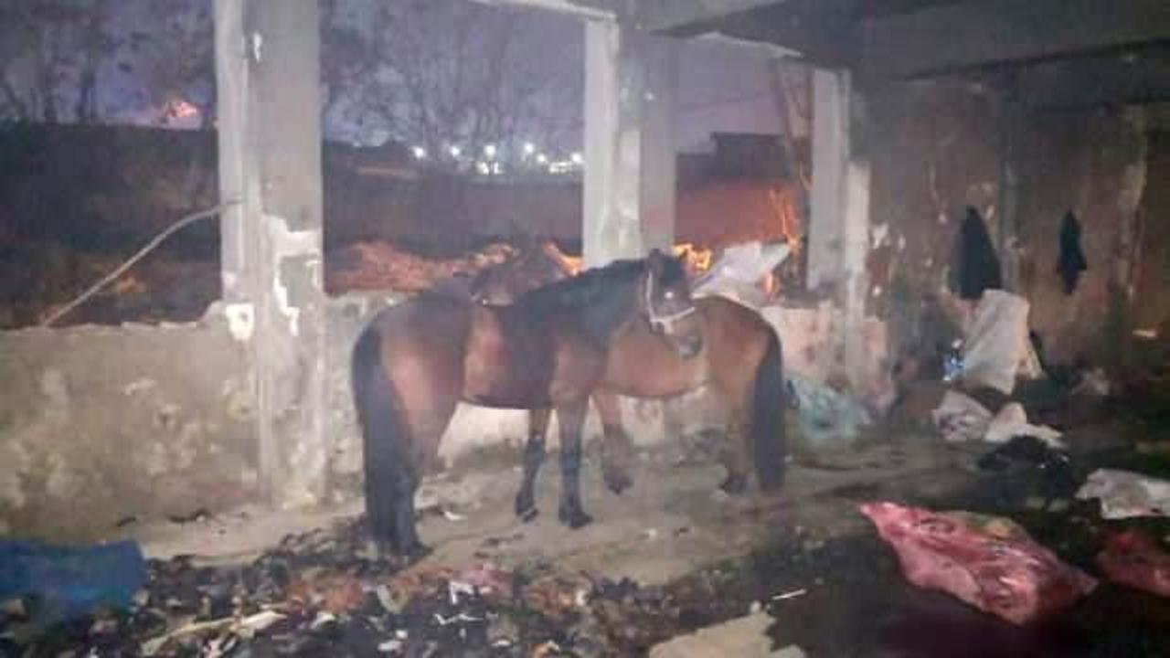 İzmir'de kaçak kesime baskın: Katır ve eşekler kurtarıldı, 6 hayvanı katletmişler