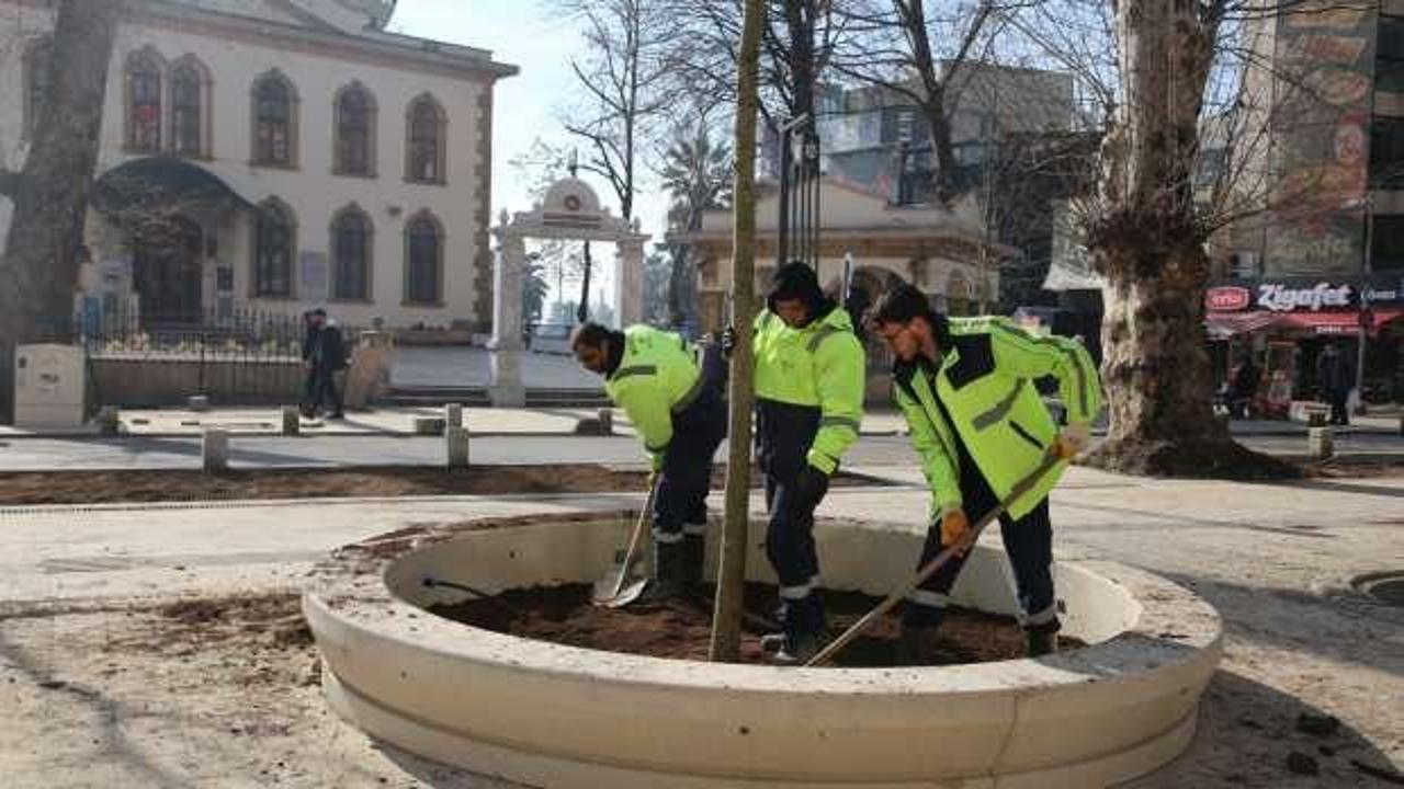 Kocaeli&rsquo;de asırlık &ccedil;ınarların yerine yenileri dikiliyor 