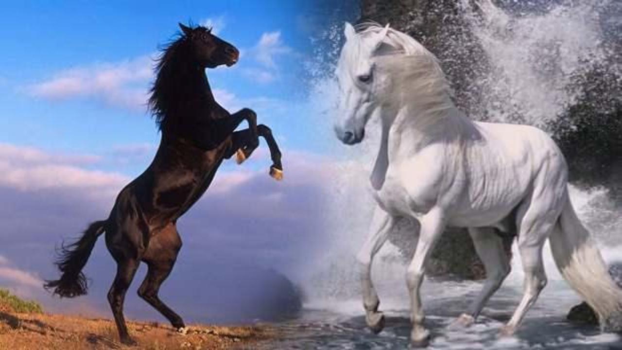 Rüyada ata binmek ne demek? Rüyada beyaz at öldürmek iyiye mi kötüye mi işaret?