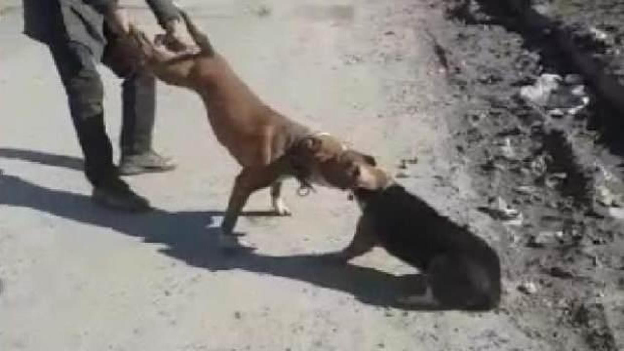Sultangazi'de Pitbull dehşeti; esnafın köpeğine saldırdı