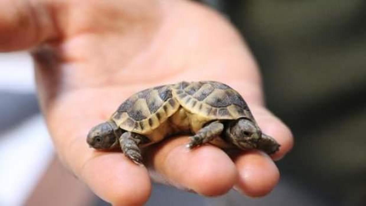 Çift başlı siyam ikizi kaplumbağalar öldü