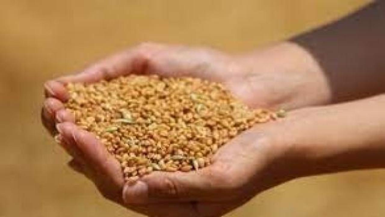 Edirne'de buğday 4 lira 49 kuruş oldu 