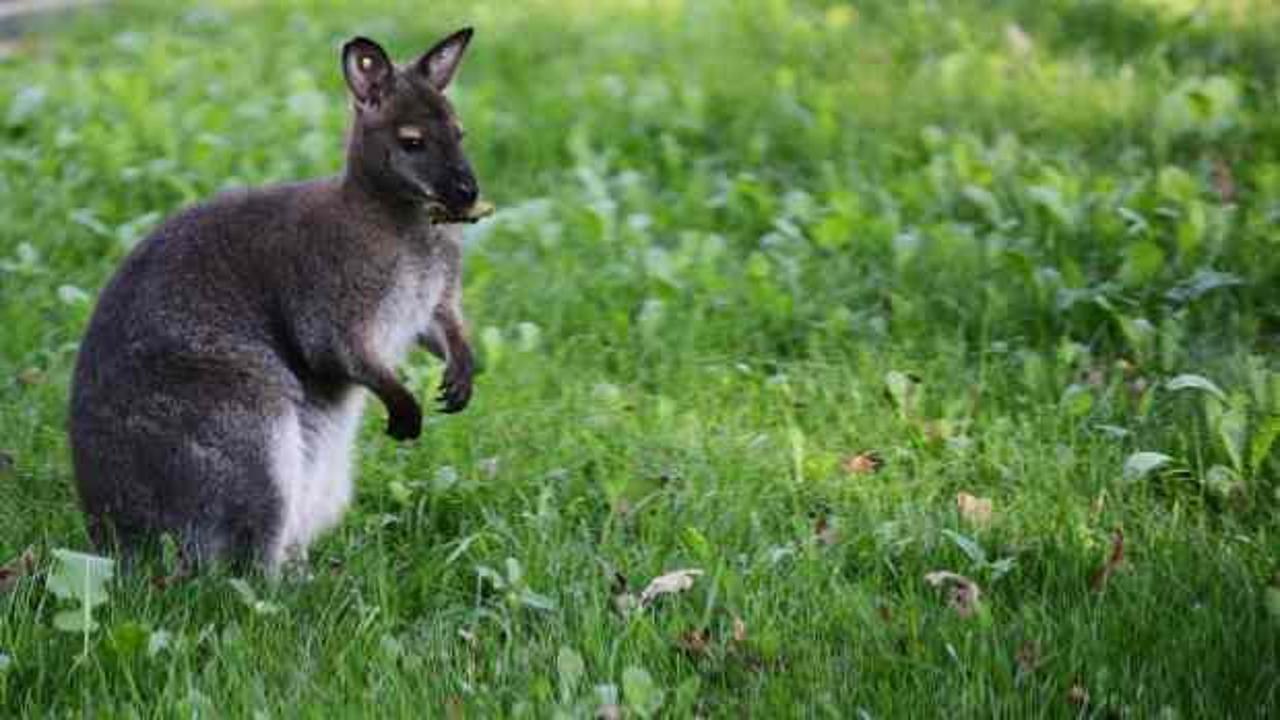 Danimarka polisi, kaçan kanguru için halktan yardım istedi