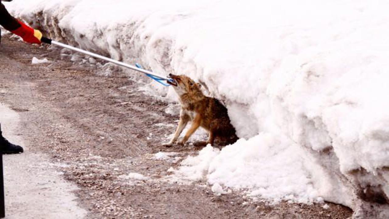 Hakkari&rsquo;de yaralı kurdu doğa y&uuml;r&uuml;y&uuml;ş&uuml;ndeki &ouml;ğretmen kurtardı 