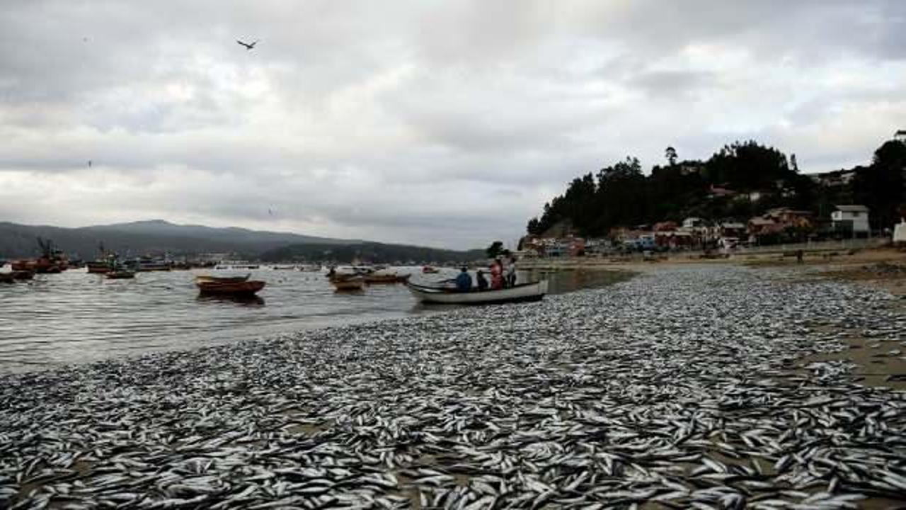 Şili'de binlerce ölü balık sahile vurdu