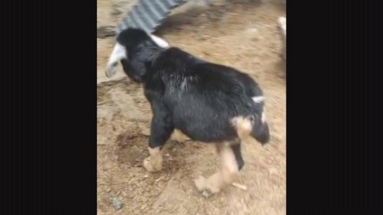 Şırnak&rsquo;ta 3 bacaklı doğan oğlağı g&ouml;renler inanamıyor 