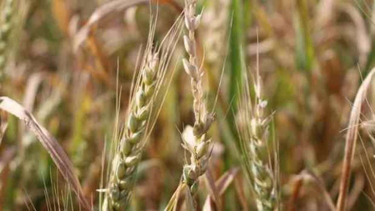 Buğday fiyatları için korkutan açıklama: Küresel enflasyonu tetikleyecek