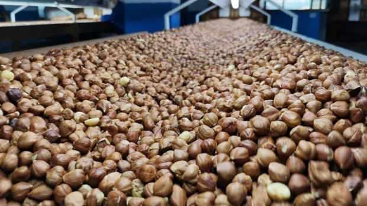 Ukrayna'ya yapılan fındık ihracatları askıya alındı