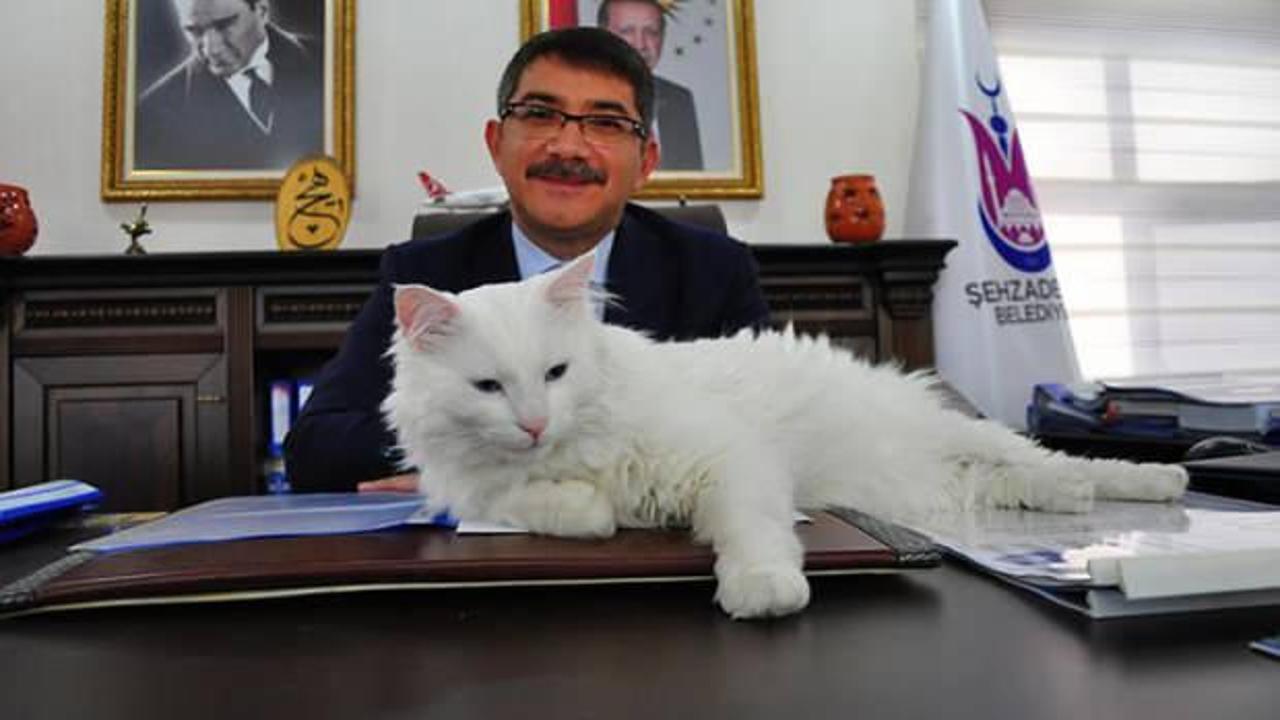 Başkan, işitme engelli kedisi 'Pamuk'a makam odasında bakıyor