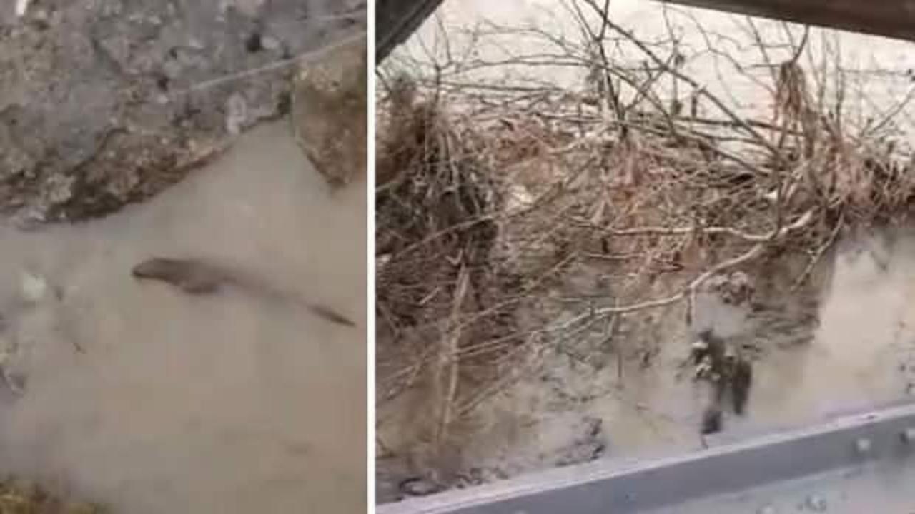 Nesli t&uuml;kenme tehlikesinde! Zonguldak&rsquo;ta su samurları g&ouml;r&uuml;nt&uuml;lendi