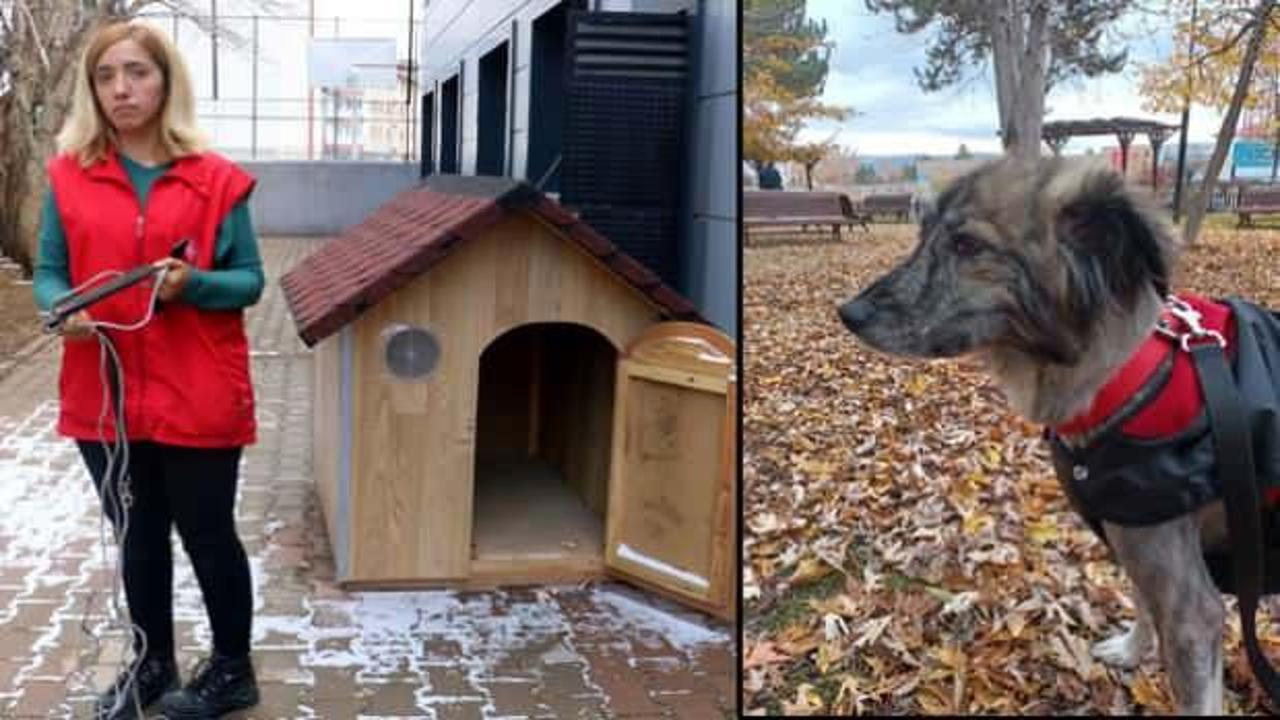 Sivas&rsquo;ta 1 haftadır kayıp Minik Dobby&rsquo;i bulana ne isterse verilecek