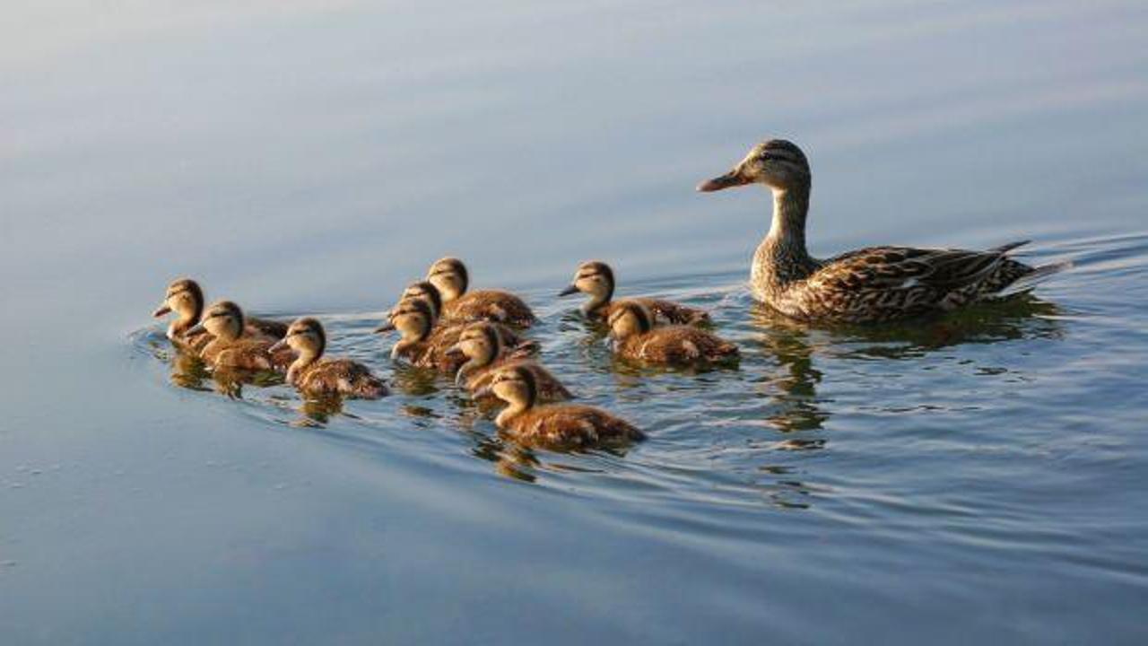 6 Mart itibariyle av sezonu kapandı