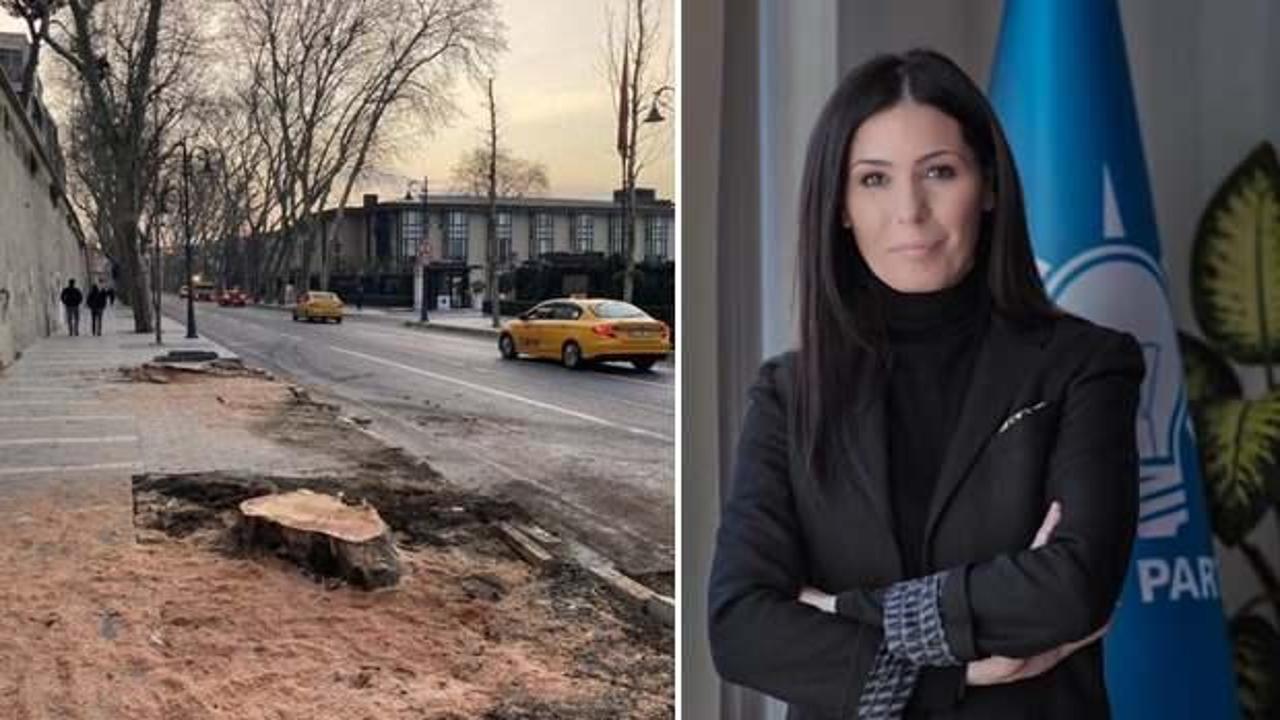 İBB&rsquo;nin 112 &ccedil;ınar ağacı katliamına AK Partili Karaaslan'dan tepki
