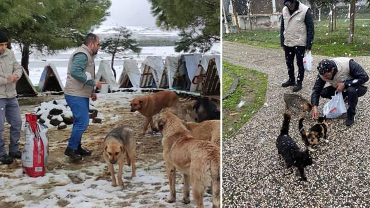 İstanbul Valiliği kar yağışında sokak hayvanlarını unutmadı