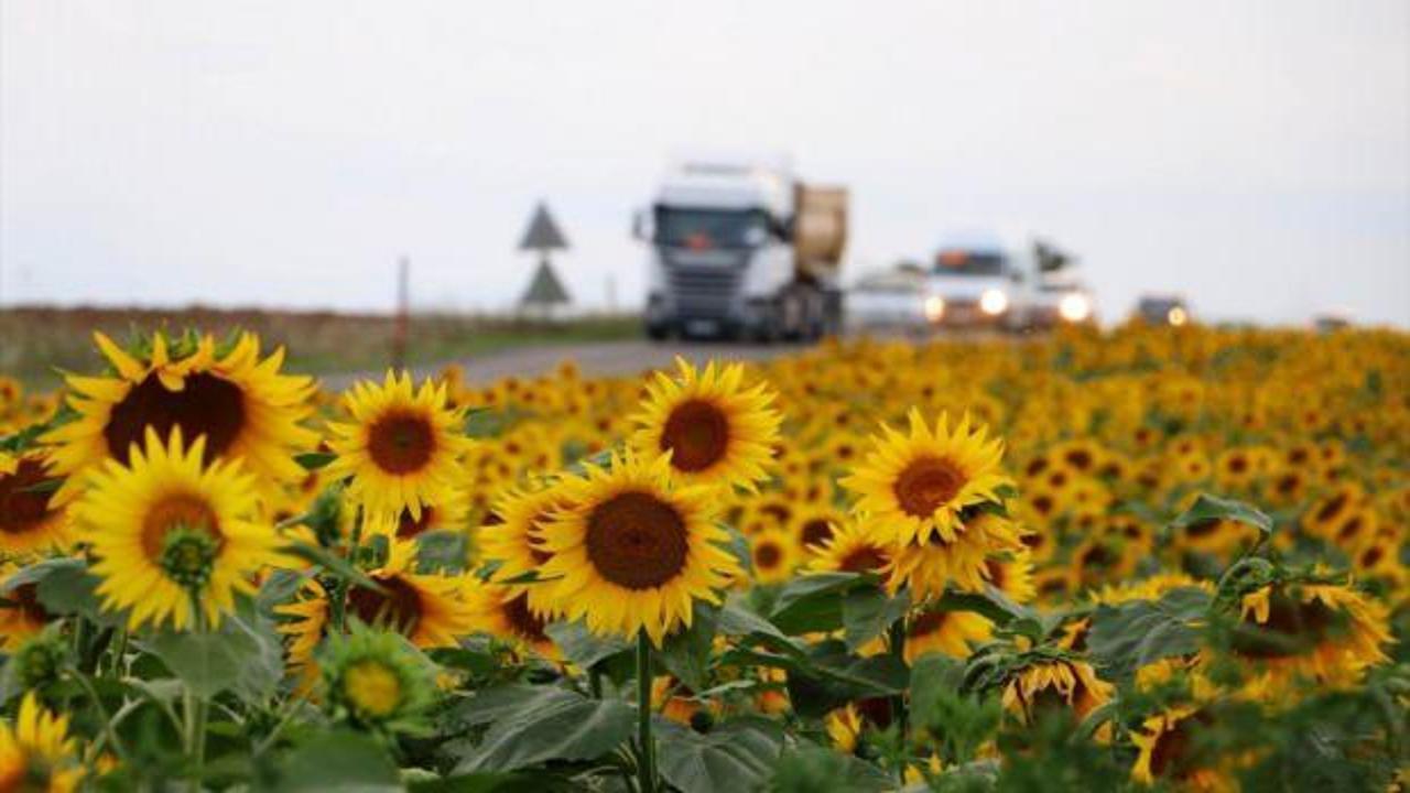 Sivas'ta yağlık ayçiçeği ekim alanları artacak
