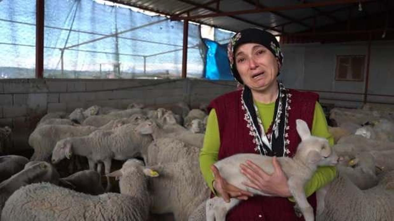 Adana&rsquo;da yolu kapanan besici kadın g&ouml;zyaşlarına boğuldu! D&ouml;rt kuzusu telef oldu   