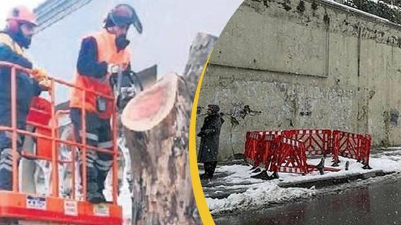 İBB'nin 112 çınar ağacını kesmesinde şoke eden iddia! Çınarlar peyzaj şirketi kurbanı mı?