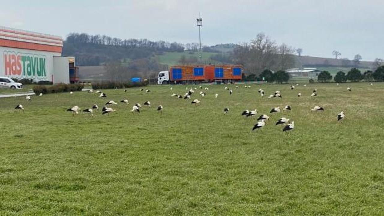 Leylekler soğuk hava nedeniyle zorunlu iniş yaptı, g&ouml;renler inanamadı