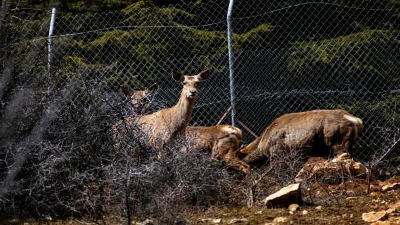 Spil Dağı'na kızıl geyik salındı, ortaya kartpostallık görüntüler çıktı