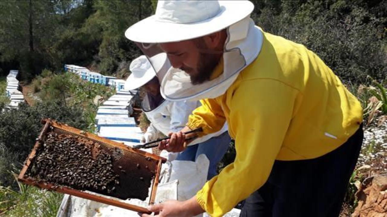 Muğla'da çam balı üreticileri bahar hazırlıklarına başladı