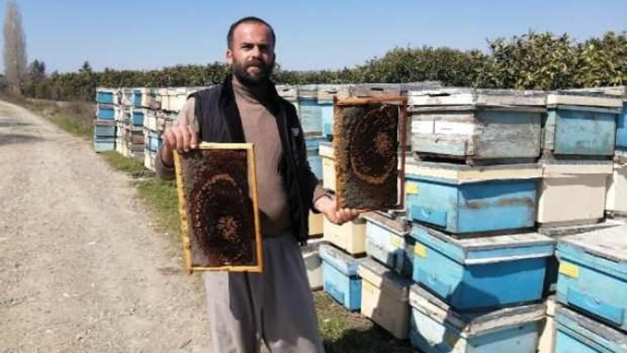 Adana'da 500 kovan arı öldü, inceleme başlatıldı
