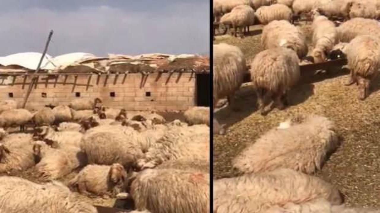 CHP'li vekilin "17 koyun gözaltına alındı" iddiasına TİGEM'den yanıt