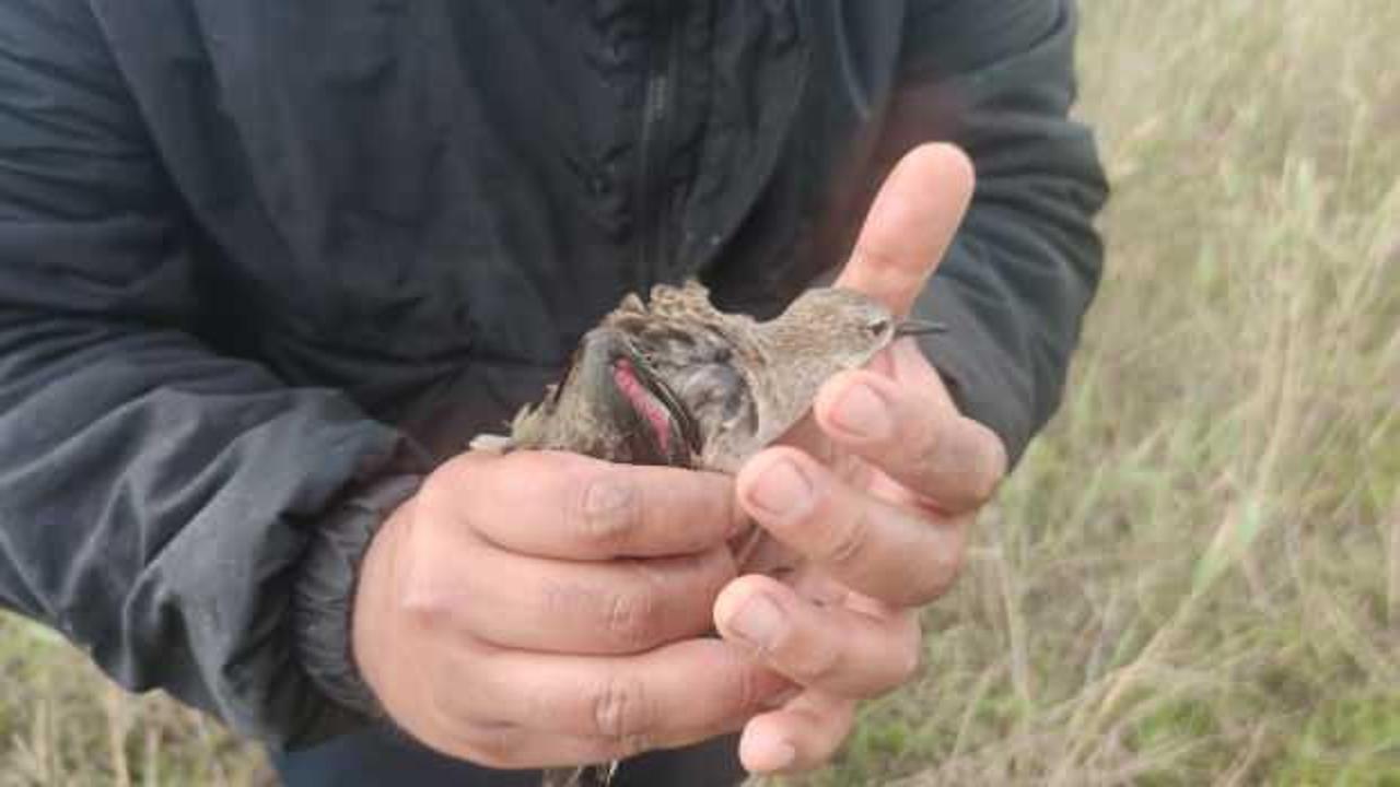 Kanadı kırılmış halde bulunan 'd&ouml;v&uuml;şken kuş' tedaviye alındı 