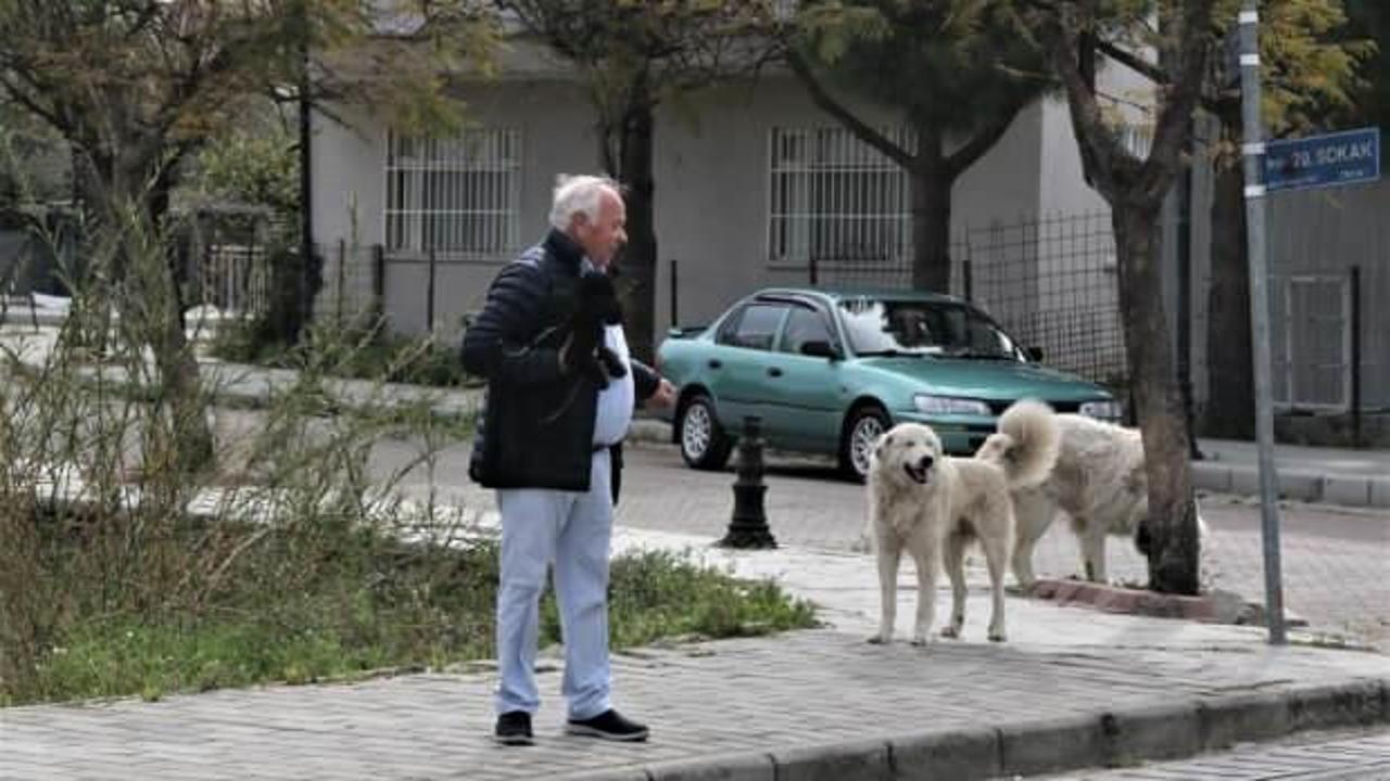 Mahra&rsquo;nın &ouml;l&uuml;m&uuml;ne sebep olan k&ouml;pekler mahallede korku salmaya devam ediyor