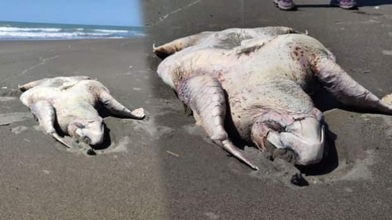 Nesli t&uuml;kenme tehlikesindeydi! Yeşil deniz kaplumbağası &ouml;l&uuml; bulundu   