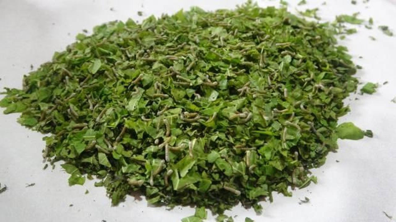 Nesli t&uuml;kenmekte olan Hatay sarısının sayısı arttırılıyor