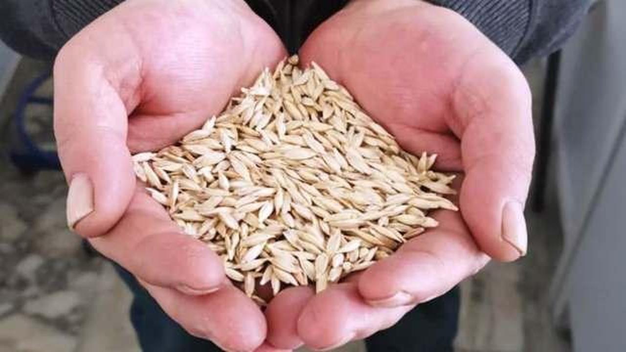 Kastamonu'da "siyez buğdayı" proje ile koruma altına alındı