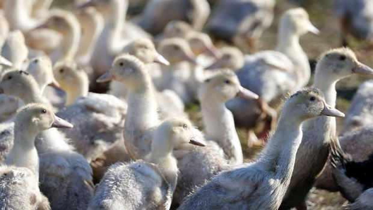 ABD'de bir ördek çiftliğinde kuş gribine rastlandı 
