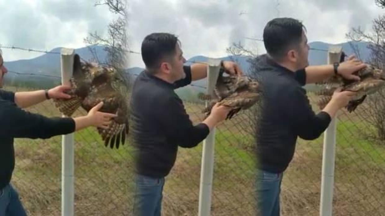 Bursa&rsquo;da koruma tellerine takılan şahini vatandaşlar kurtardı