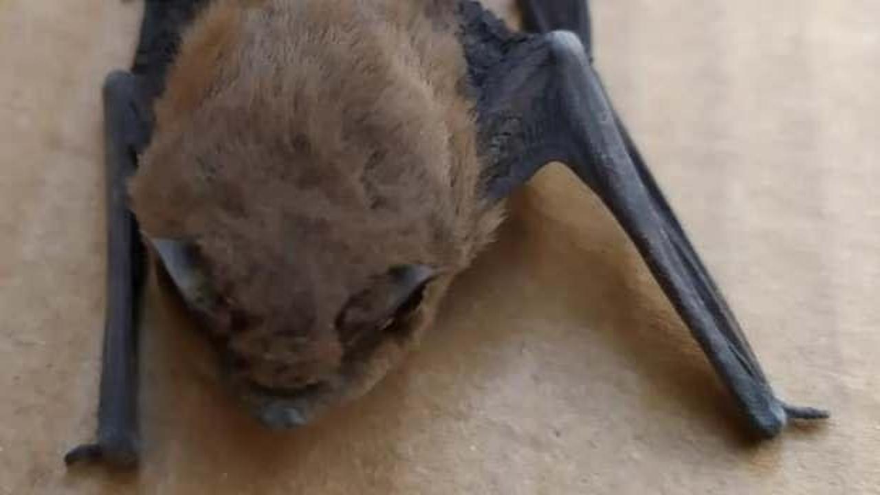 Kış uykusundan uyanan c&uuml;ce yarasa soluğu yaşlı &ccedil;iftin evinde aldı